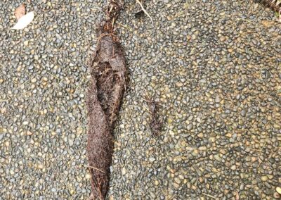 Roots